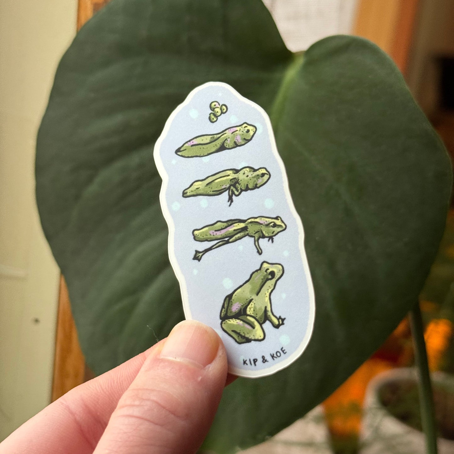 Tadpole Life Cycle Sticker