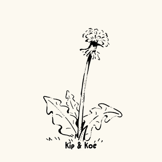 Dandelion Flower