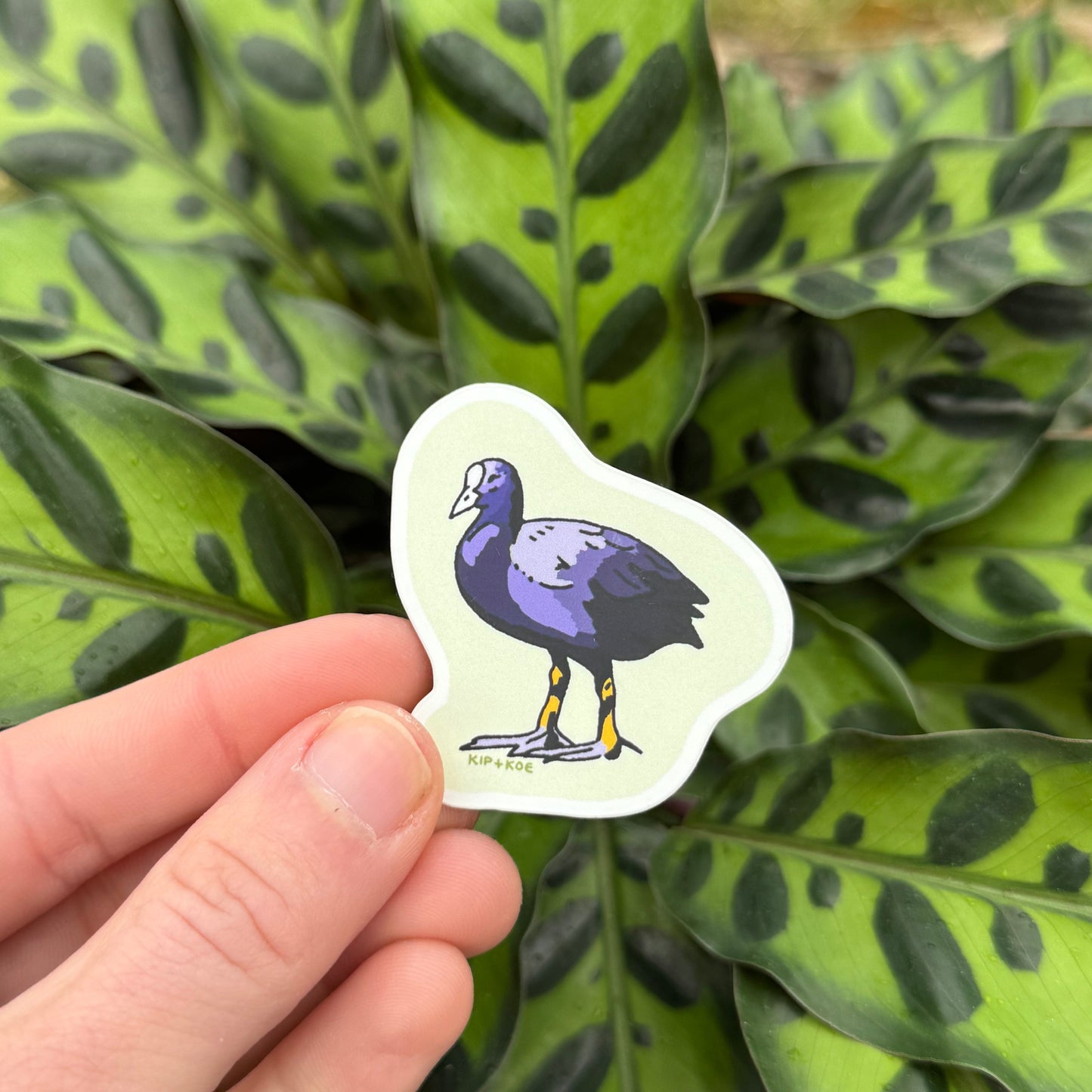 Eurasian Coot Sticker