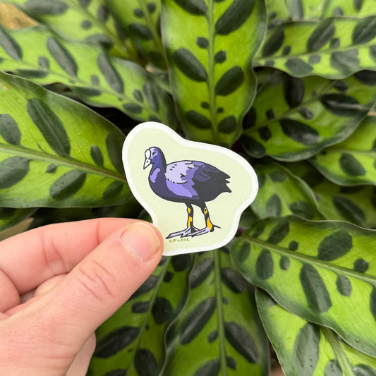 Eurasian Coot Sticker
