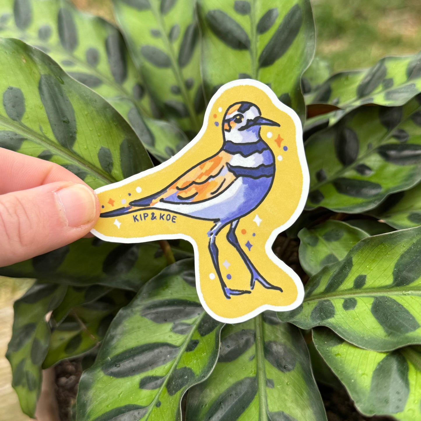 Killdeer Sticker