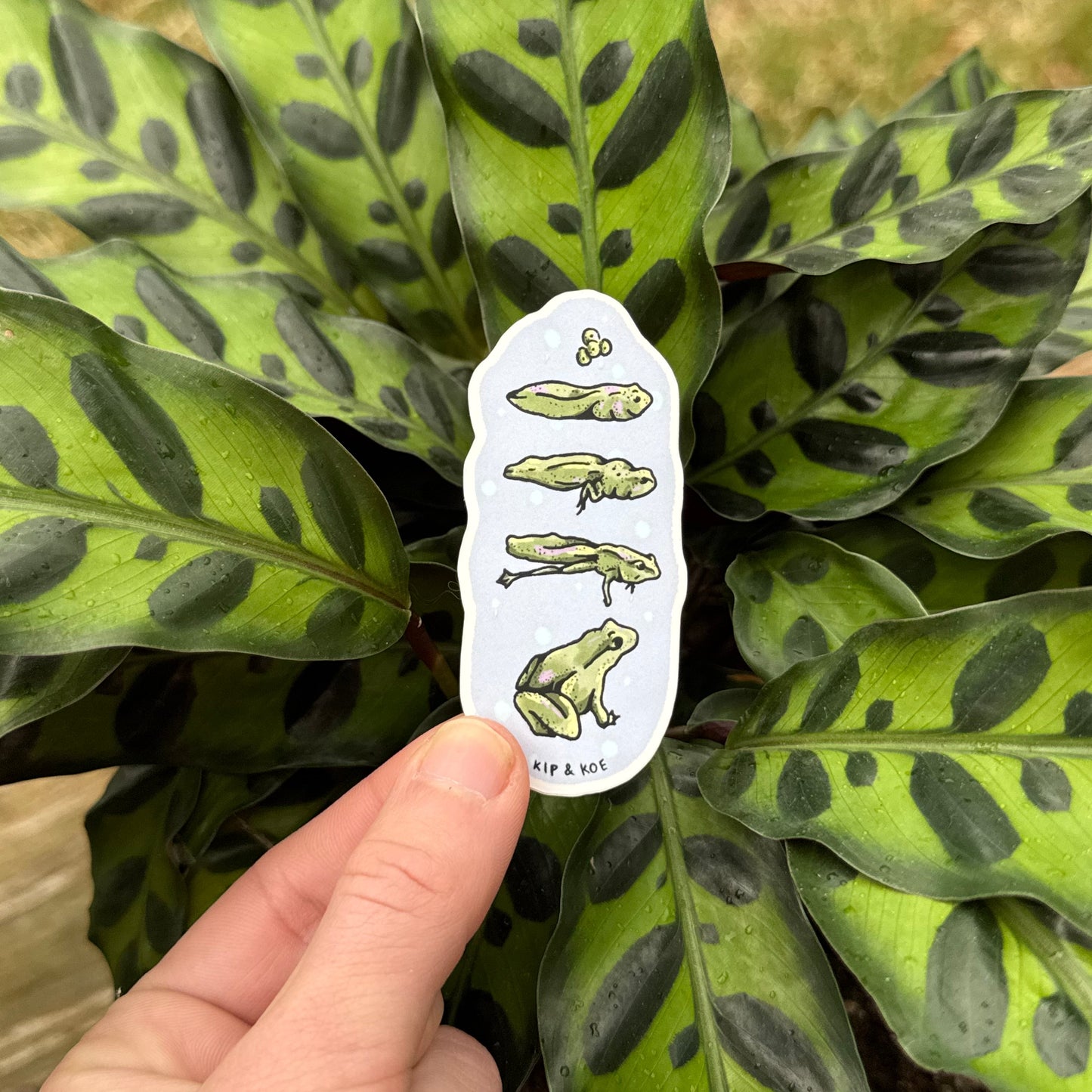 Tadpole Life Cycle Sticker